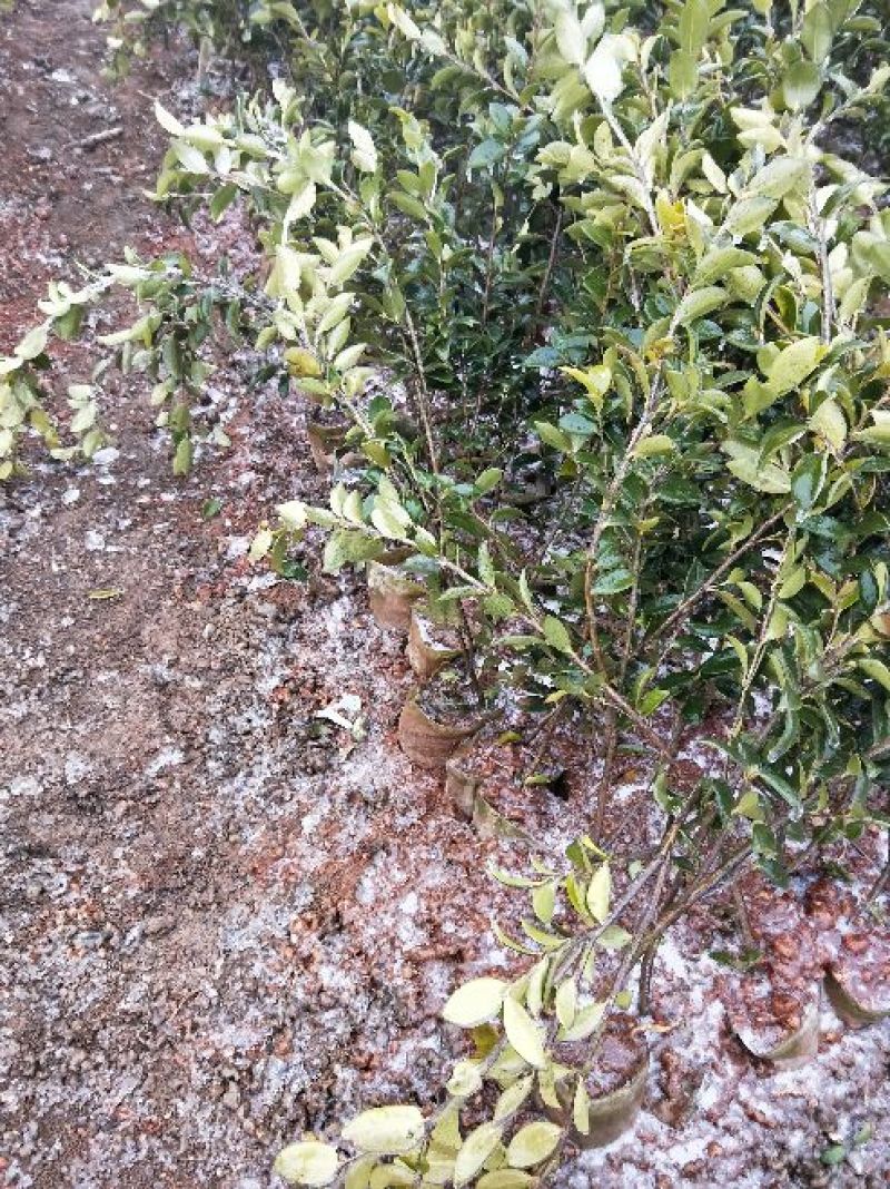 湘林油茶苗50~70cm，分枝多，根系发达，果大籽实，