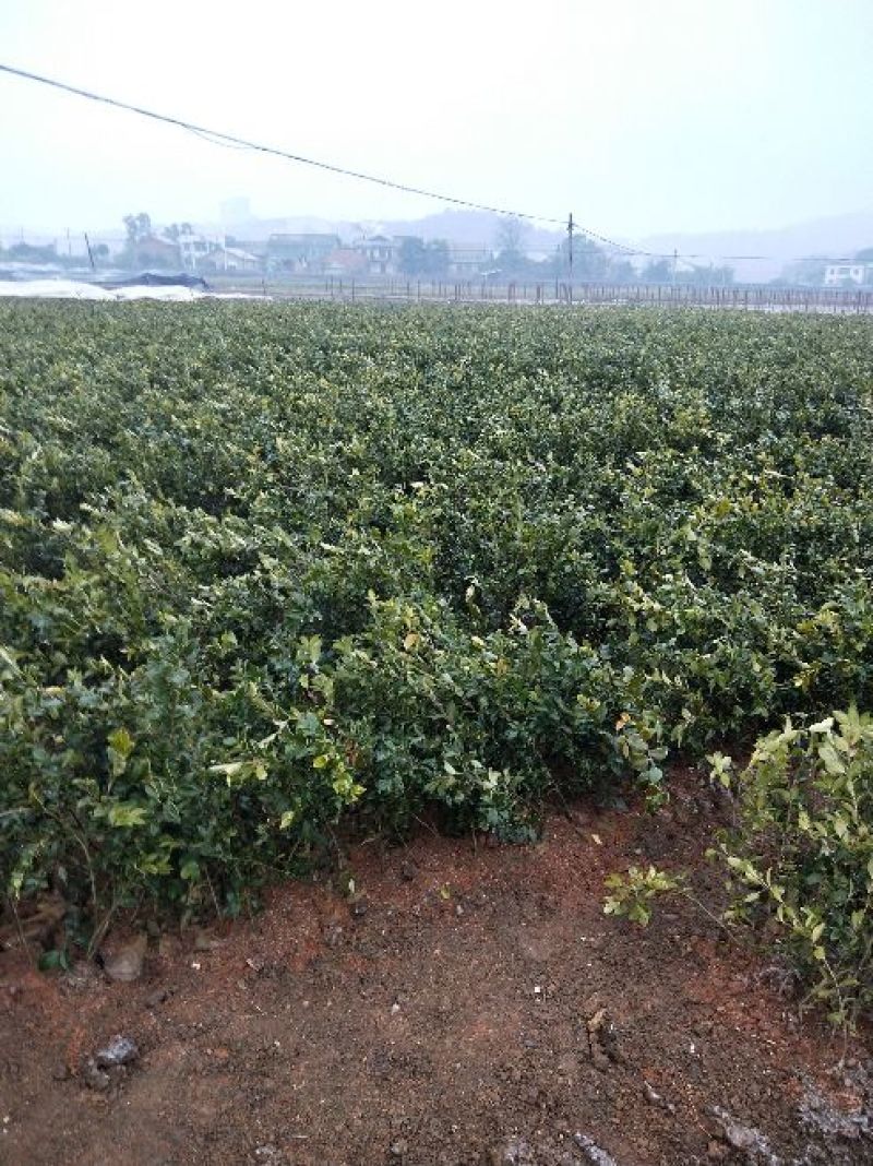 湘林油茶苗50~70cm，分枝多，根系发达，果大籽实，