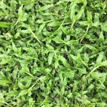 草皮