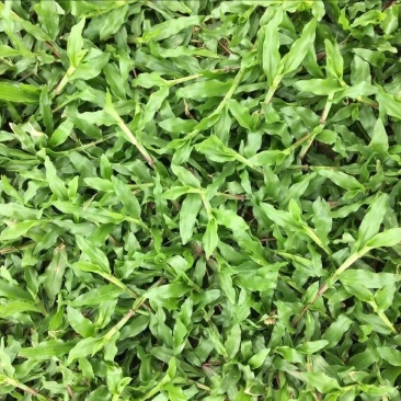 草皮