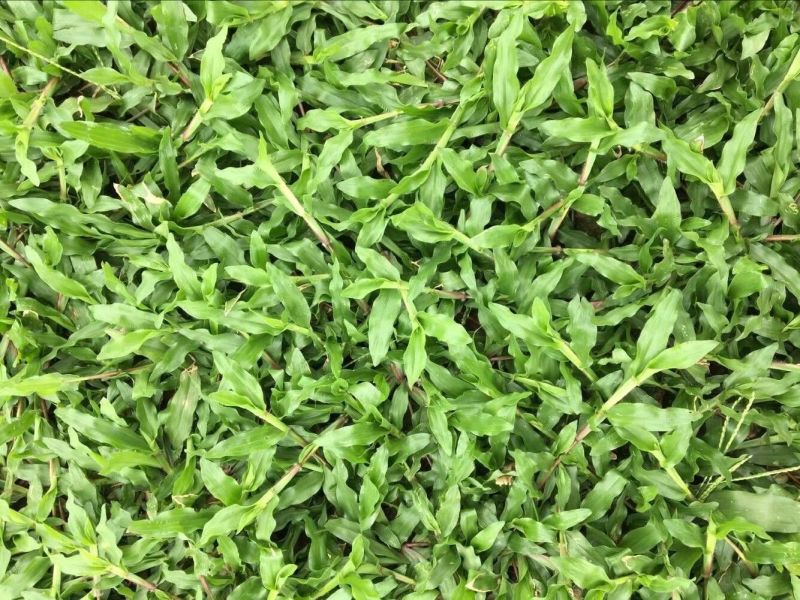 草皮