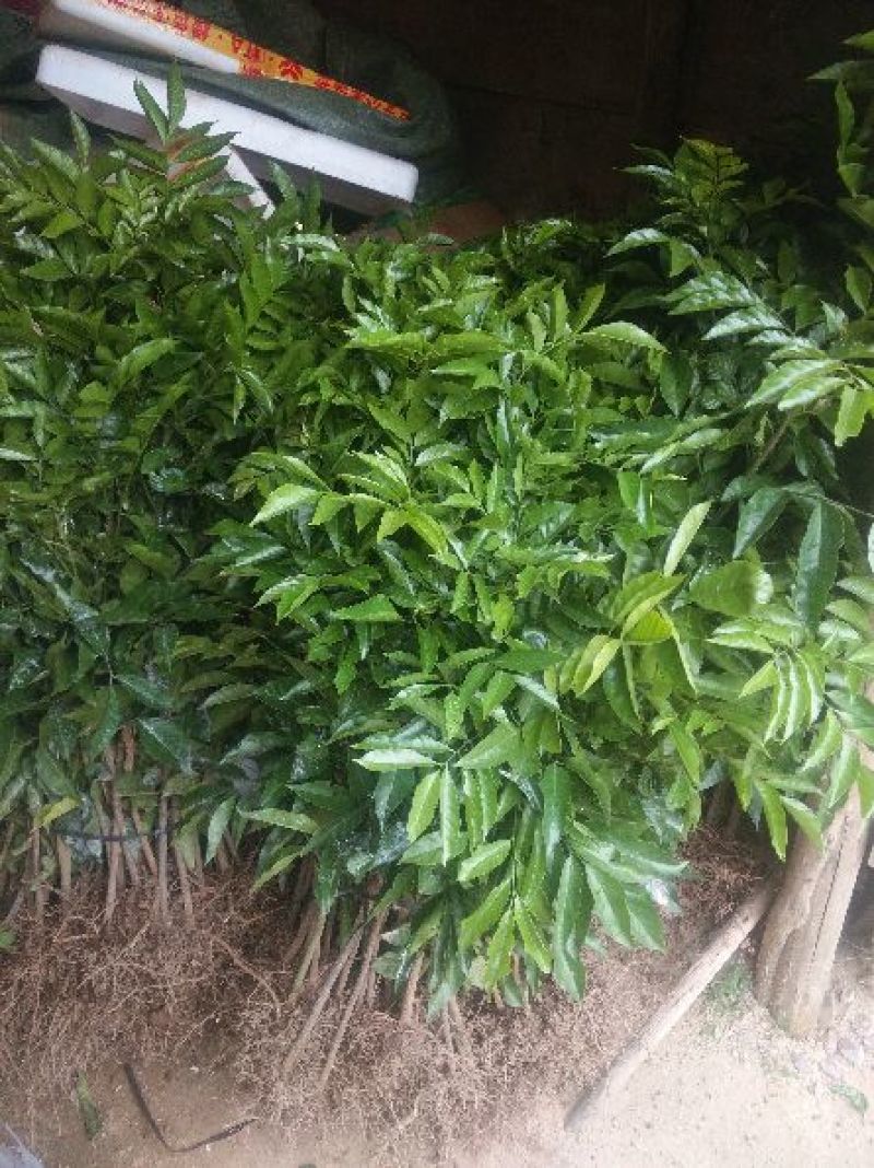 无核黄皮果苗20~30cmcm