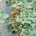 草莓苗，甜查理草莓苗，红油草莓苗，全明星草莓苗品种全价