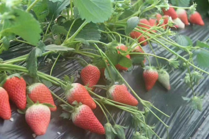 草莓苗，甜查理草莓苗，红油草莓苗，全明星草莓苗品种全价