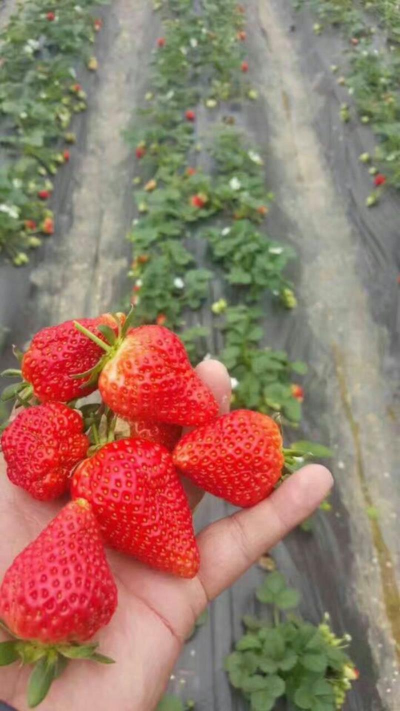 草莓苗，甜查理草莓苗，红油草莓苗，全明星草莓苗品种全价
