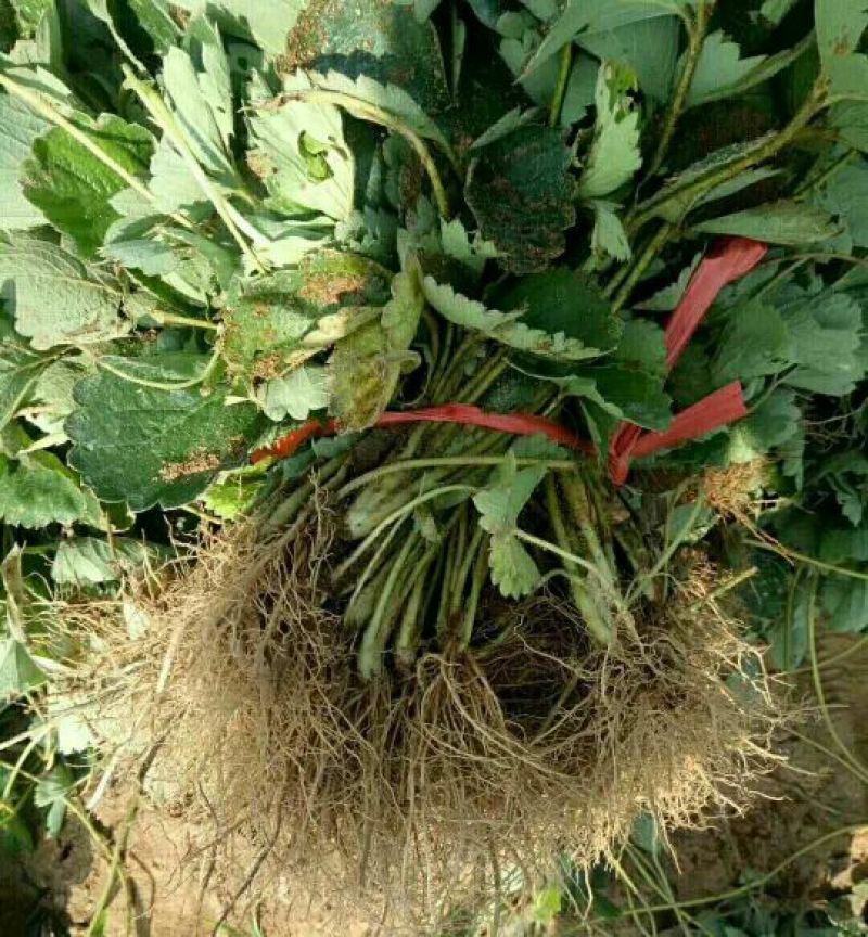 草莓苗，甜查理草莓苗，红油草莓苗，全明星草莓苗品种全价