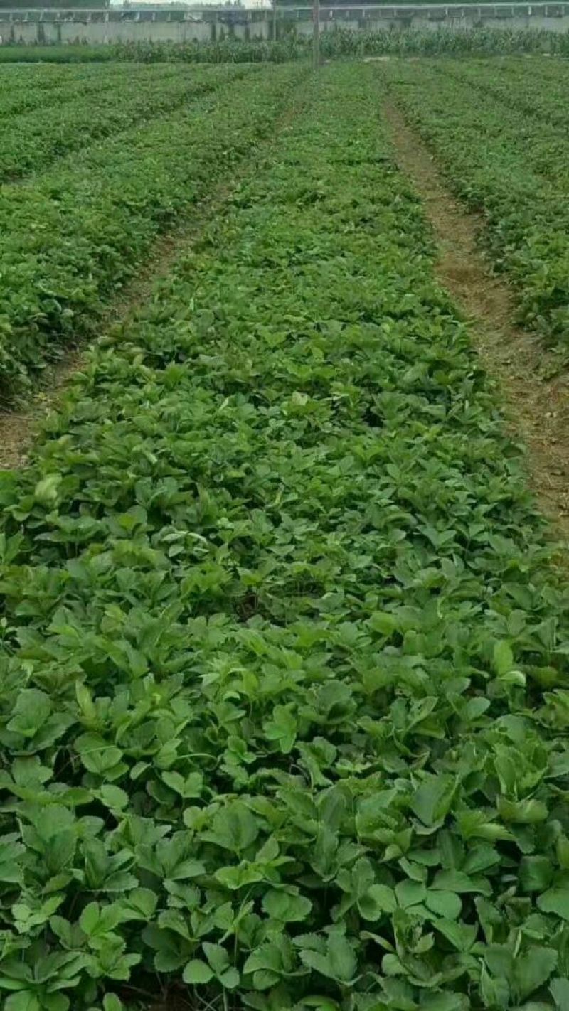 草莓苗，甜查理草莓苗，红油草莓苗，全明星草莓苗品种全价