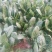绿神菠菜30~35厘米
