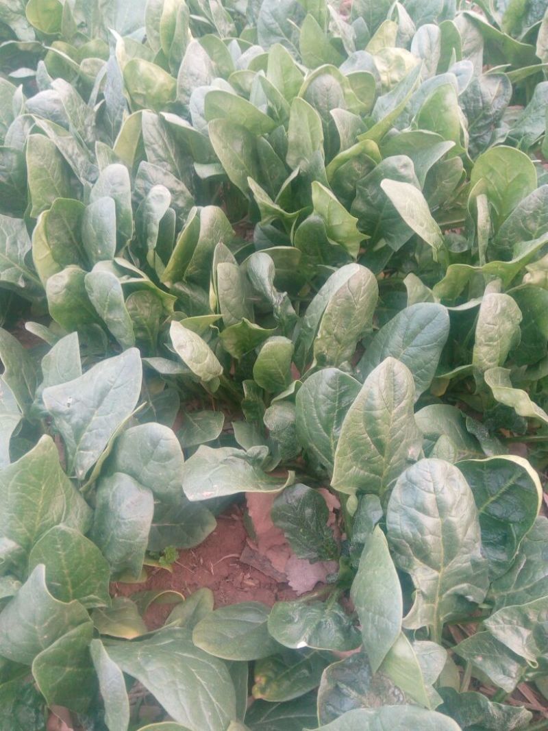 绿神菠菜30~35厘米