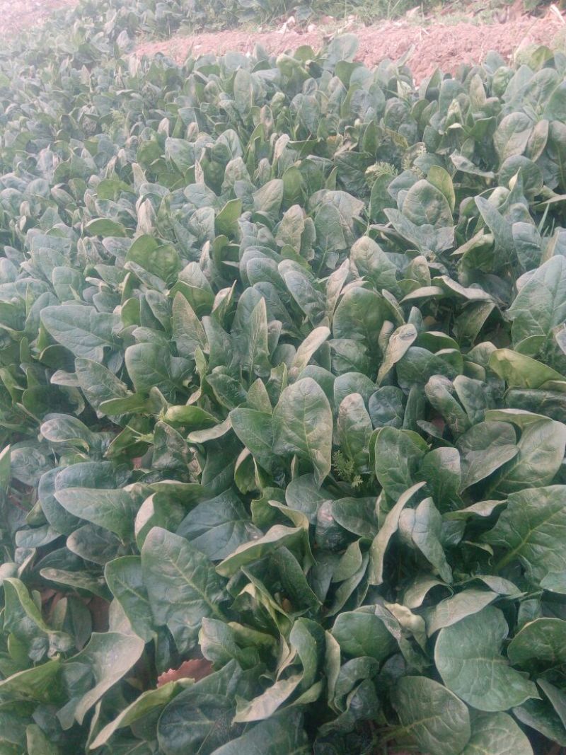绿神菠菜30~35厘米