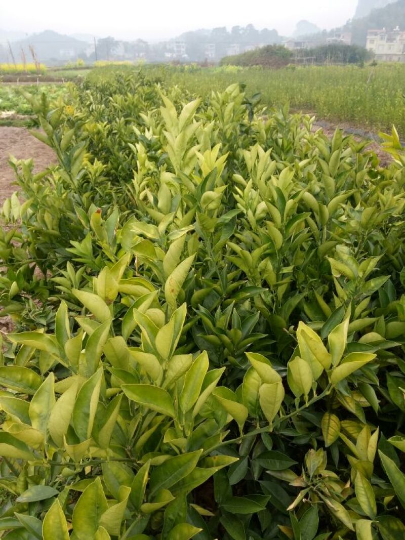 纽荷尔脐橙苗30~50cm