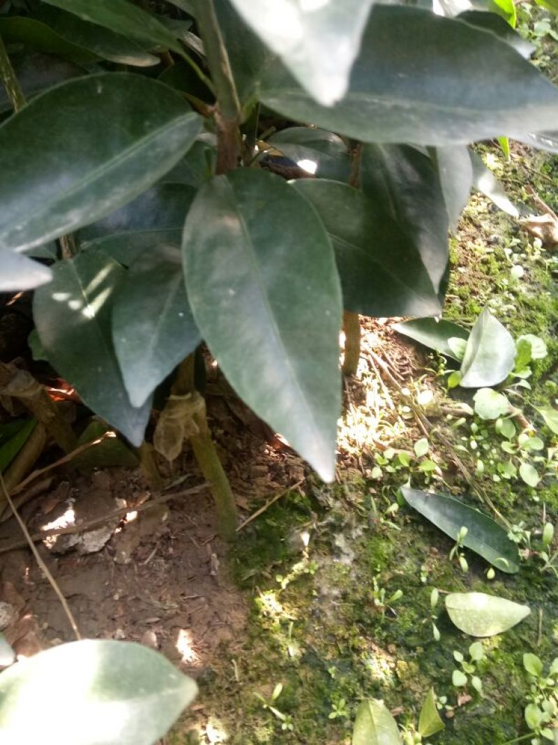 纽荷尔脐橙苗30~50cm