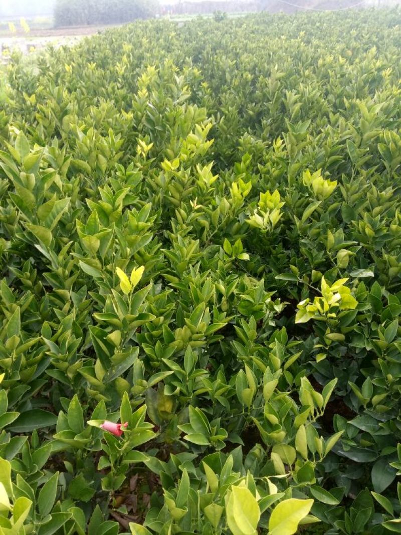 纽荷尔脐橙苗30~50cm