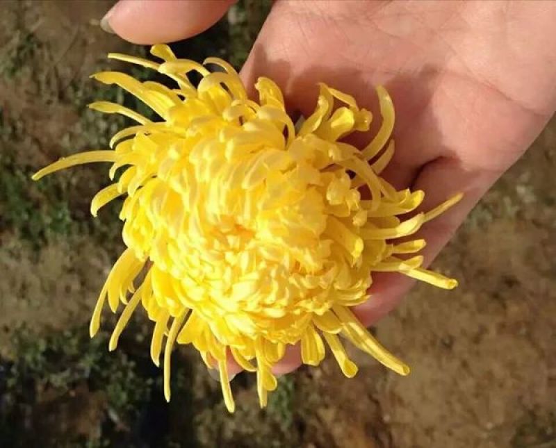 皇菊每朵平均尺寸8cm接受预订