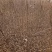 三角枫231~260cm