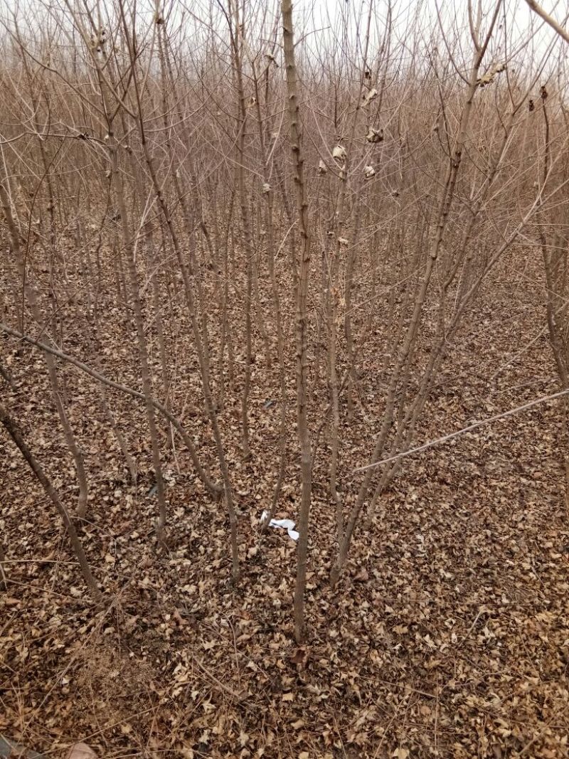 三角枫231~260cm
