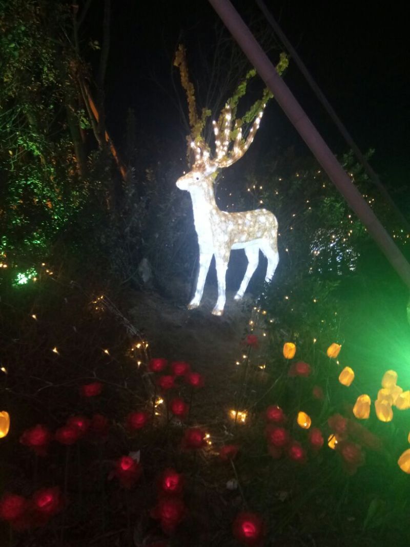 巨紫荊1.5~2m