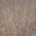 复叶槭树2.5~3m