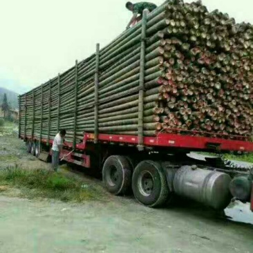 毛竹楠竹