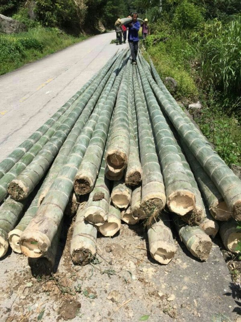 毛竹楠竹
