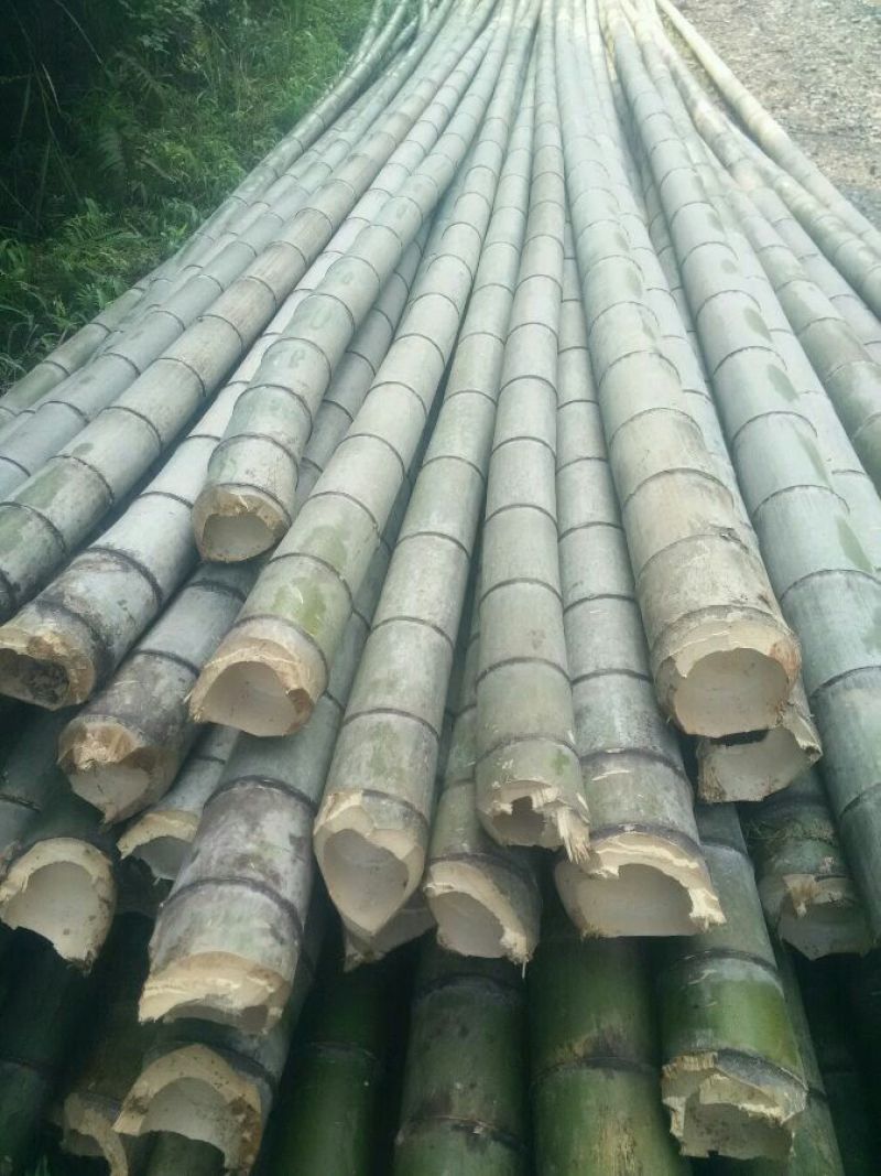 毛竹楠竹
