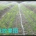 微喷带滴灌带水带接头齐全N45《2/3/5孔》