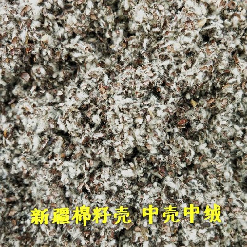 棉籽壳新疆棉籽壳中壳中绒蘑菇种植食用菌栽培