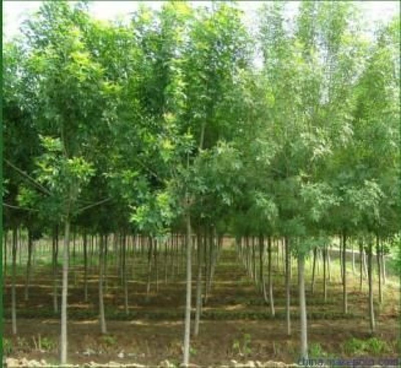 白蜡树金叶白蜡秋紫白蜡品种全规格齐全