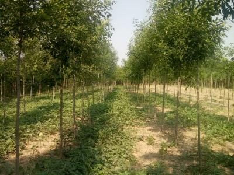 白蜡树金叶白蜡秋紫白蜡品种全规格齐全