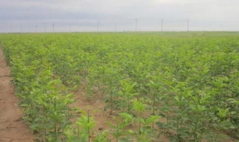 白蜡树金叶白蜡秋紫白蜡品种全规格齐全