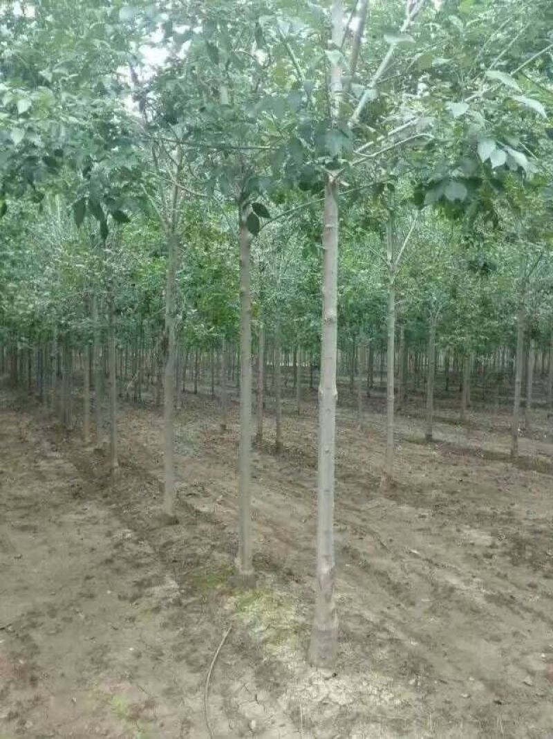 白蜡树金叶白蜡秋紫白蜡品种全规格齐全