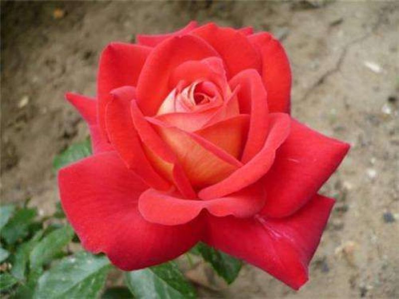 大花月季苗50~60cm花色多样规格齐全