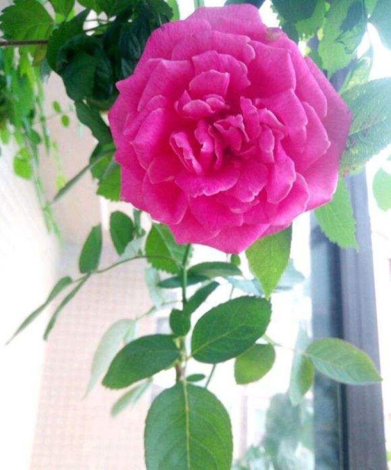 大花月季苗50~60cm花色多样规格齐全