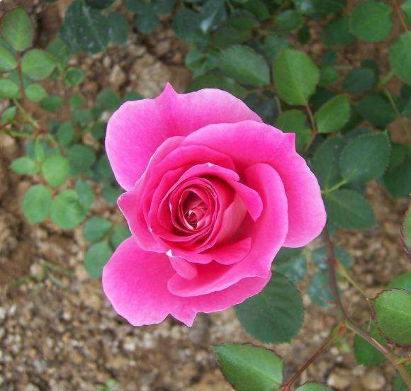 大花月季苗50~60cm花色多样规格齐全