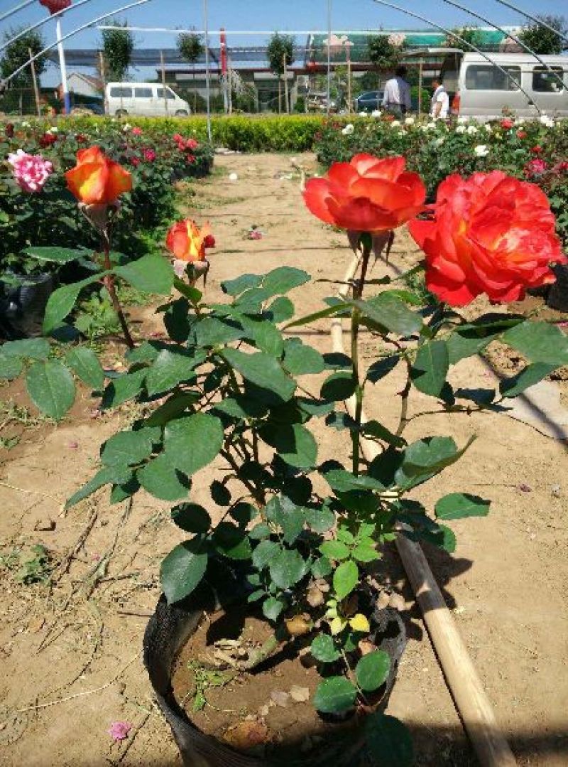 大花月季苗50~60cm花色多样规格齐全