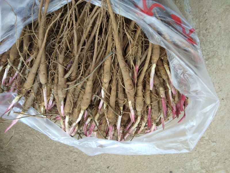 白芍种苗
