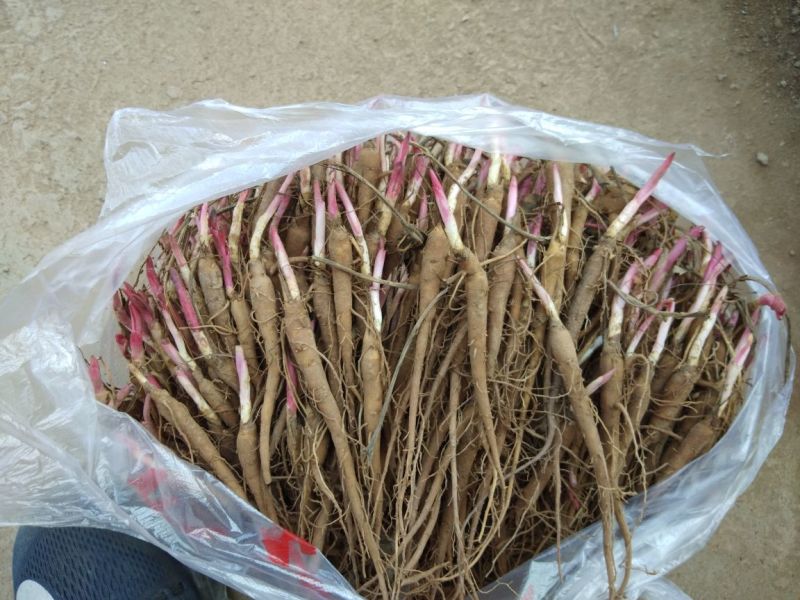 白芍种苗