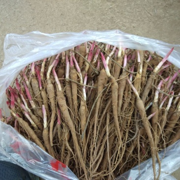 白芍种苗