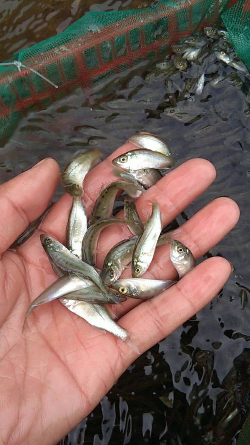 海鲈鱼鱼苗