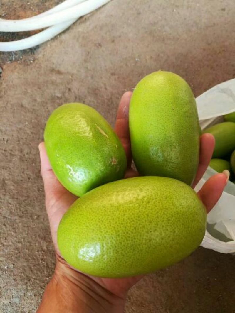 香水柠檬树苗30~50cm
