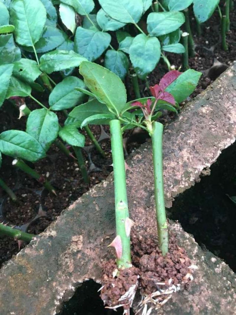 玫瑰苗苏醒花苗月季苗切花盆栽家庭种植月季苗