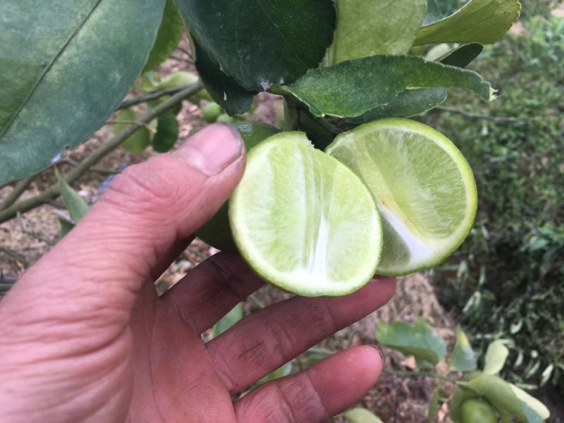 优质四季广东香水柠檬，台湾香水无籽青柠檬，基地直发放心苗