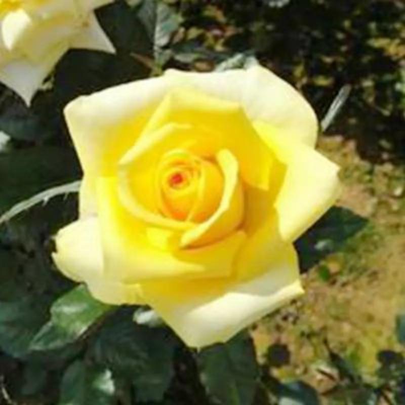 黄玫瑰苗金香玉纯黄色玫瑰花苗切花月季苗