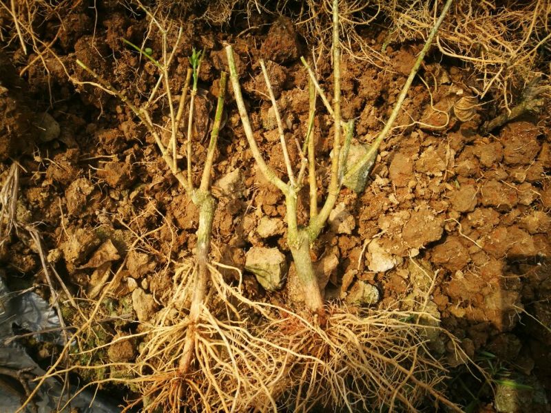 【爆品】包邮2年茉莉花苗春季半成品白色双瓣园林绿化工程苗