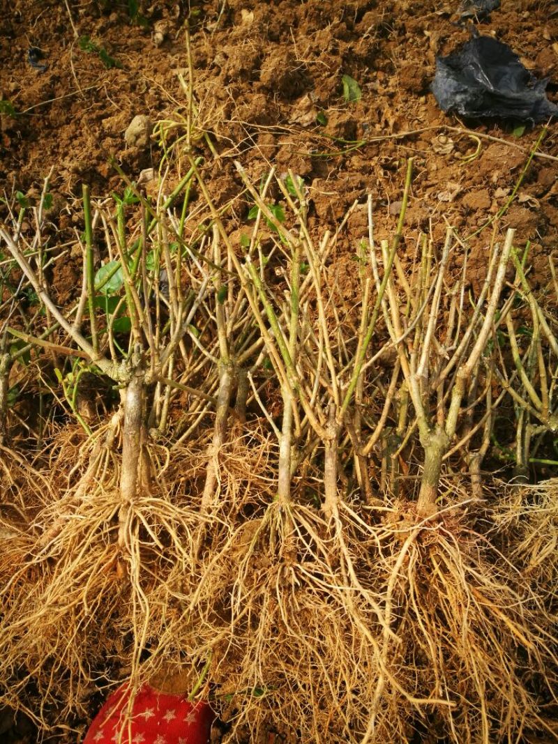 【爆品】包邮2年茉莉花苗春季半成品白色双瓣园林绿化工程苗