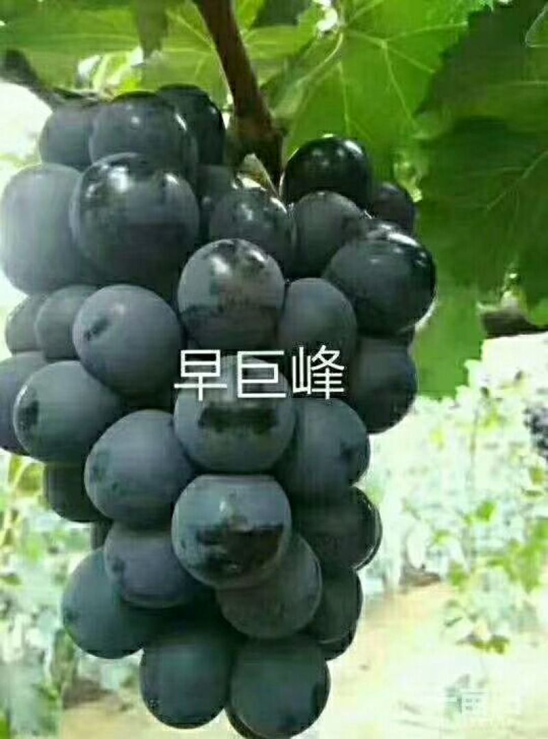葡萄苗5年110~150cm