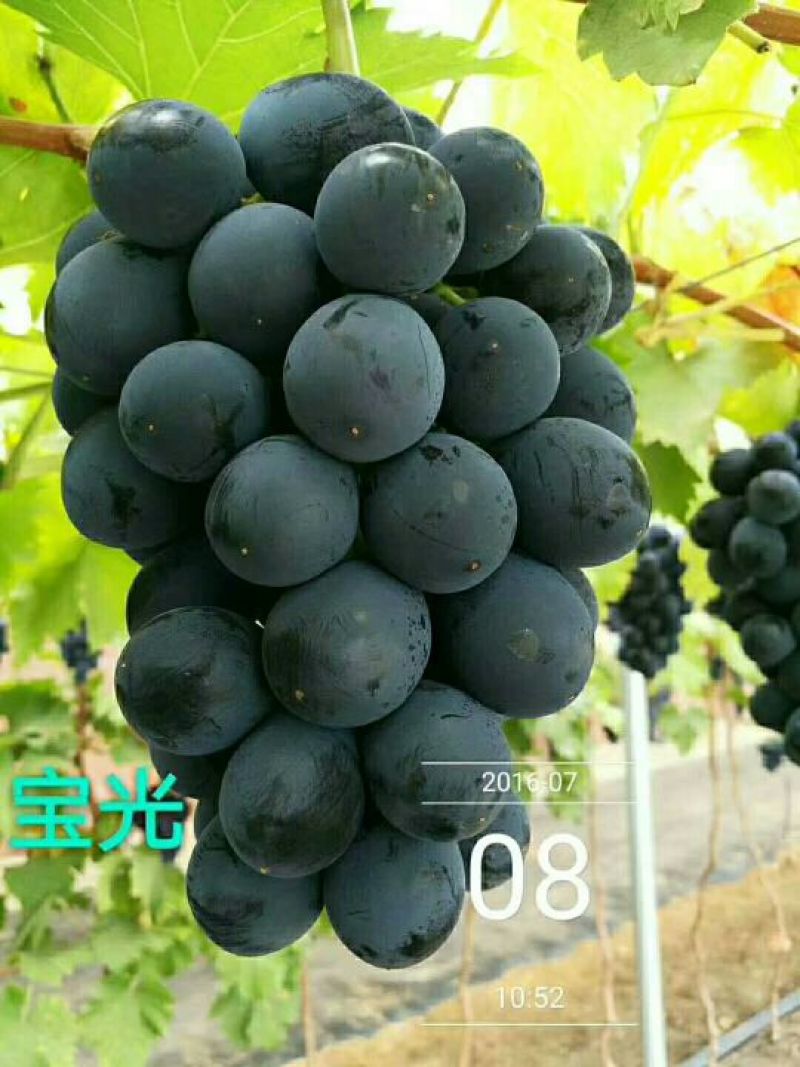 葡萄苗5年110~150cm