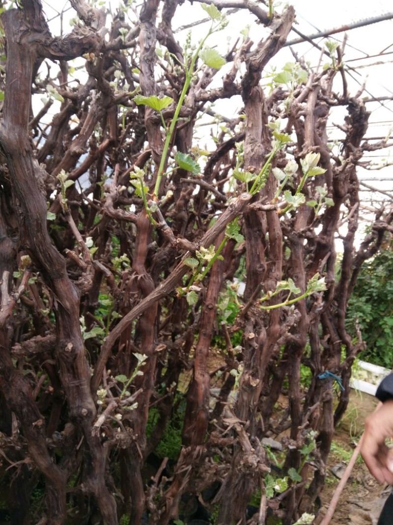 葡萄苗5年110~150cm