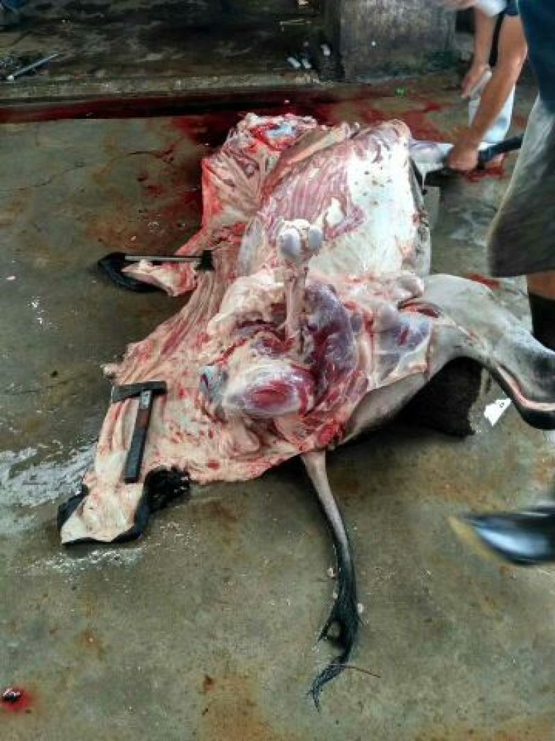 驴肉鲜货