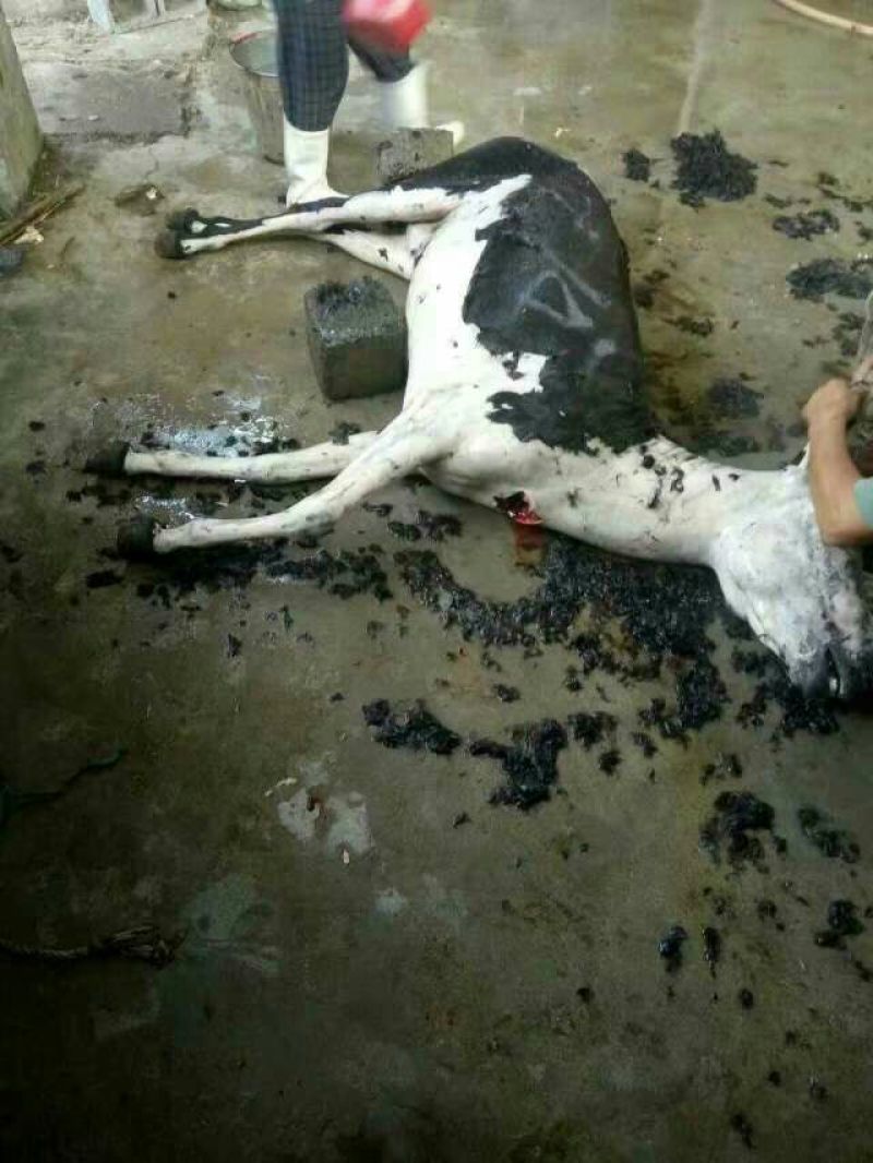 驴肉鲜货